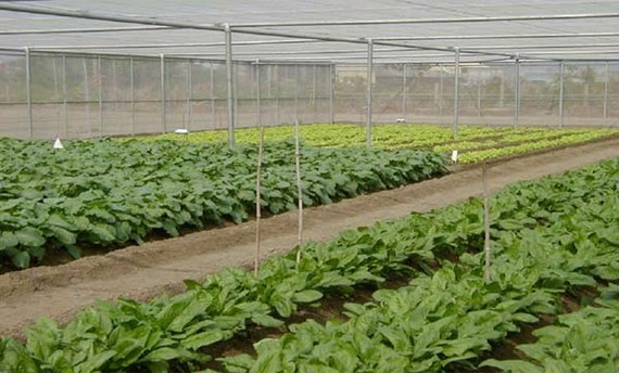 Mô hình trồng rau ăn lá trong nhà lưới kín