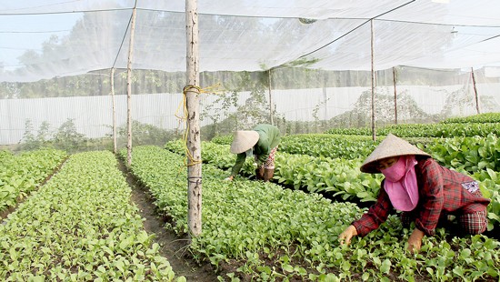 Sản xuất rau hữu cơ theo tiêu chuẩn châu Âu và Mỹ ở trang trại Organica tại huyện Long Thành, Đồng Nai